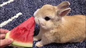 最近热门事件合集吃瓜兔,近期热门事件合集深度解析